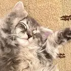 قطه