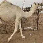 حشو بكار البيع