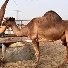 ناقه حايل