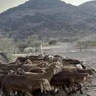 طليان سواكن حمري جادعان