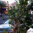 لنكولن تاون كار 2006 سقنتشر