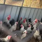 ديوك بلدي وفيومي