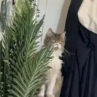 تبني بسه شيرازيه