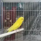 للبيع طير بادجي هولندي 100