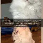 قط ذكر للتبني