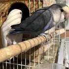 زوج روز