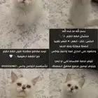 منشكن القط القزم