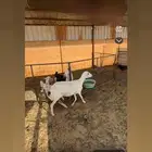 عرض شاه حريه متبع بثنين
