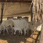 ضان مناتيج