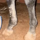 حصان انقليزي