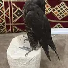 صقر محنط