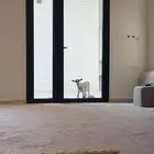 تيس قزم او قزمي شهرين تشيكي بيور