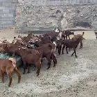 أعرض لكم عرس كفوا