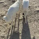 ذبايح ثلاجه