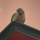 ببغاء كنيور