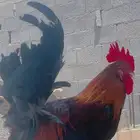 ديك بلدي