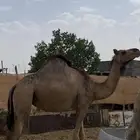 ناقه