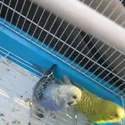 طيور باجي