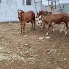 تم. لبيع
