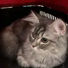 قط ذكر للتبني