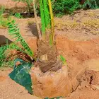نخل خلاص فاخر مجذر