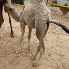 قعود البيع في بيشه