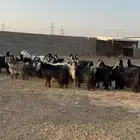 للبيع معزا مراح