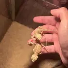سحلية التنين الملتحي
