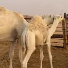 قعود
