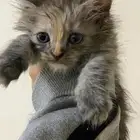 قطه