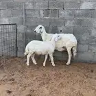 تم البيع