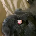 قطه للتبني