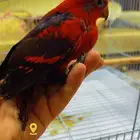 رد لوري ريد لوري فرخين انتاج محلي ( تم البيع )