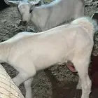عنز منتوج يتبعها 2 بهم