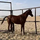 مهر واهو شيخ