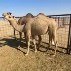 بكار حقايق ثنتين طيبات تفريد او جمله