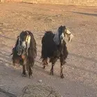 معزا عوارض عطر