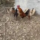 دجاج نظيف