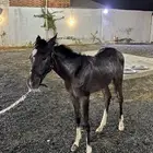 خيل شعبي
