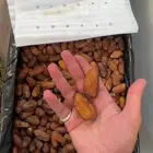 صفري فاخر صافي للبيع