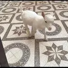 ماعز قزم تشيكي ذكر