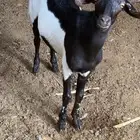 تيس فل شحم