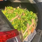ليمون طازج   كيسين ب 5 ريال   صندوق 6 أكياس ب 12 ريال