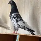 حمام بكستاني تم البيع خارج الموقع