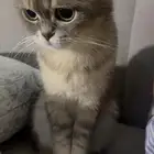 قطه أنثى ( British Shorthair ) تبني عمرها سنتين