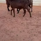 معزه شاميات طيبة