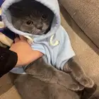 قط طالب تزاوج