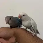 روزات اليفات وهدد والوان جميله فايلوت وبال فالو