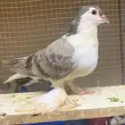حمام شيرازي للبيع