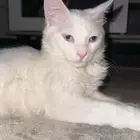 قط التبني